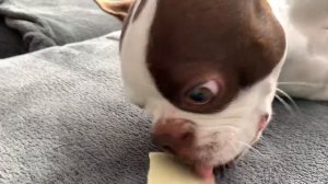 Ты не ты когда любишь сыр | Boston Terrier | собака любит сыр