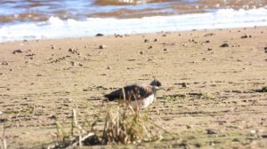 Чибис, наблюдение птиц в Новгородской области, 21 октября 2023