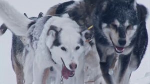 «БЕРИНГИЯ 2018» - промо ролик