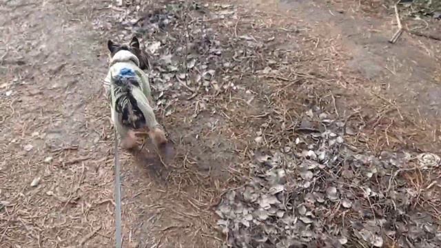 Йорку Тоше удалили два молочных клыка! смотреть онлайн