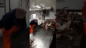 промысел камчатского краба в Баренцевом море