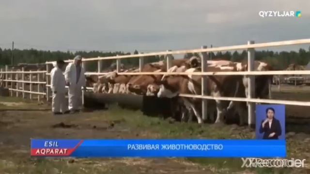 Tribal cattle of the Simmental breed/Племенной скот симментальской породы