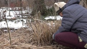 Обрезка злаковых декоративных трав