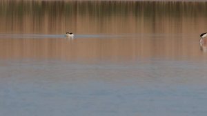 Первая съёмка видео на Canon R10