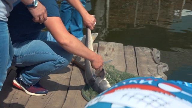 БЕЛУГА, ГДЕ КАРП? ОСЕТР ЗА НЕГО! (ТРОФЕИ:Рыбалка #1) смотреть онлайн