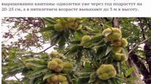 Съедобный каштан выращивание, посадка, уход