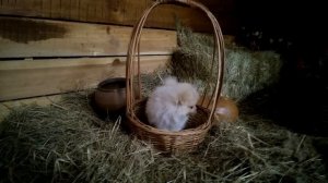 Померанский шпиц цена