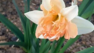 ВАЛЬЦ нарциссы