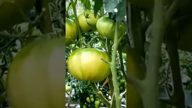 Крупноплодный сорт Томата, адаптирован к любым условиям смотреть онлайн