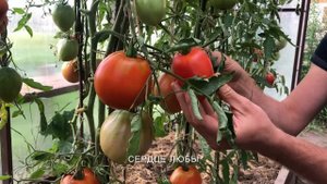 Сердце любы! Крупный и урожайный сорт.