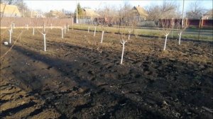 как белить деревья осенью
