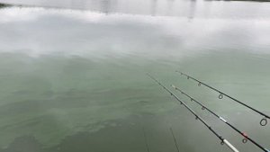 Рыбалка Курск! Стадион! Carp fishing!????