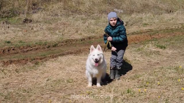 Приют Щербинка - трогательный ролик