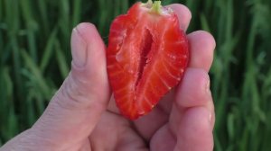 МАНОН ДЕ ФРЕЗ среднеспелого срока созревания клубника