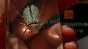 Насекомые и их знакомые. Белый бриллиантовый жук. Выпуск 26