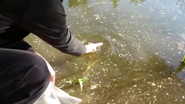Очищаем пруд два года - результат. Часть 7. Амур, Толстолобик и ряска. Очистка пруда бюджетно
