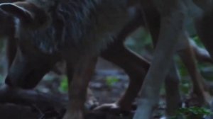 КАК УСТРОЕНА СТАЯ ВОЛКОВ? Иерархия волчьей стаи.