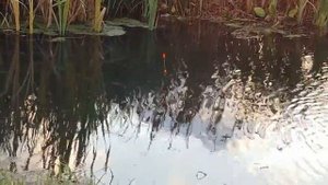 Пескарь на поплавочную удочку Ловлю живца