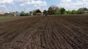 Мотоблок МТЗ-05 каткует посевы суданки