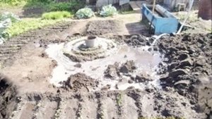 Как выудить медведок из почвы