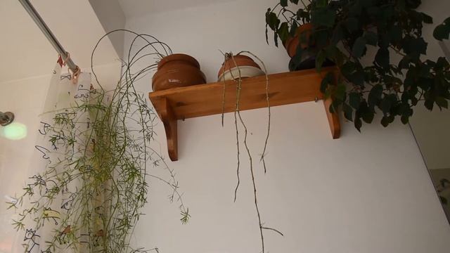 Dendrobium pierardii (D. aphyllum) is out of dormancy смотреть онлайн