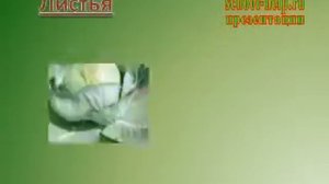 Презентация Крестоцветные