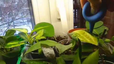 Полив комнатных растений / поливаю и болтаю
