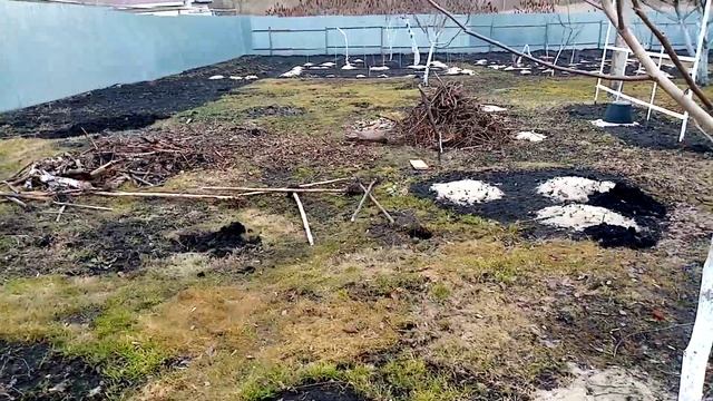 Пересаживаю БЕЛУЮ СИРЕНЬ в Огород!!! Очень ТЕПЛО.????. 26 марта 2023г.? смотреть онлайн