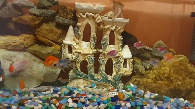 пираньяи Тетраодон что кормить?карликовый: Карликовые тетраодоны самые маленькие в аквариуме. смотреть онлайн