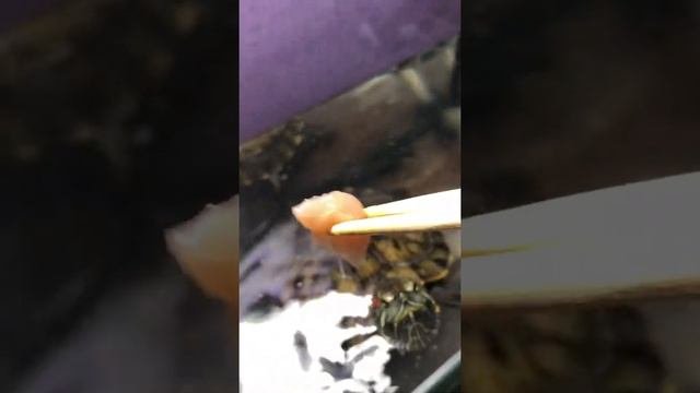 Что есть красноухая черепаха.
