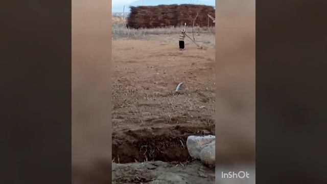 Бобосафол дхтар баноз