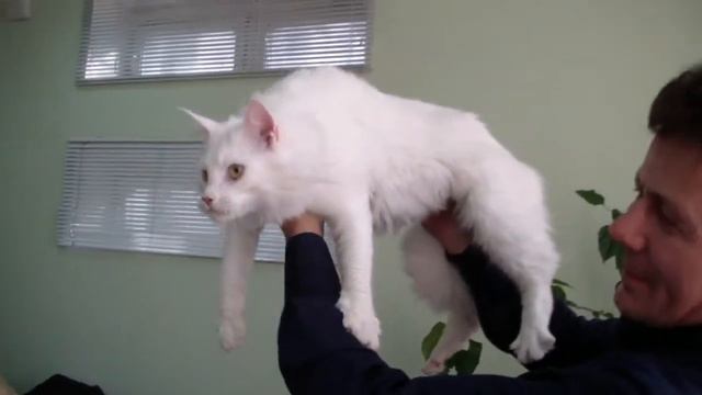 Питомник кошек мейн-кун БОРОРО