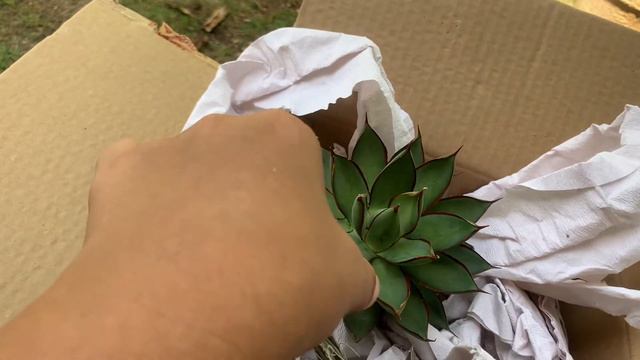 Yet Another Unboxing Video: Are These Plants Worth the Hassle? смотреть онлайн