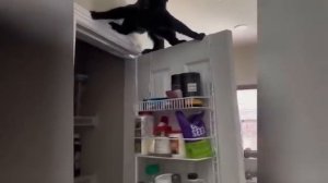 😂 Самые смешные видео о кошках и собаках 😺🐶 __   😹 Подборка веселых животных