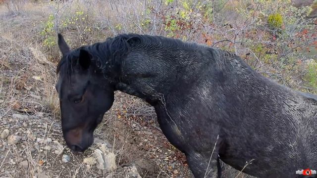 Лошади в дикой природе Крыма. Осень