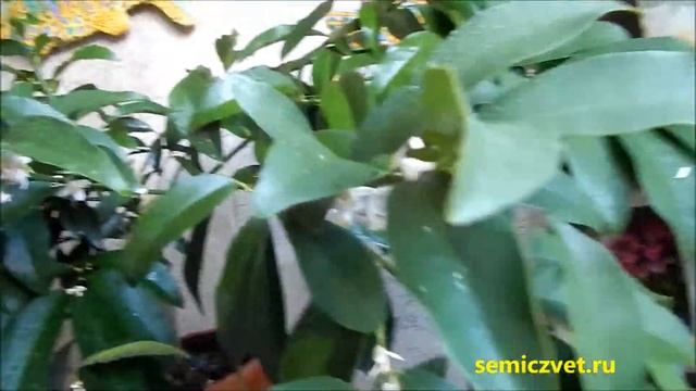 ?? #3 Кумкват в Заполярье. Домашний тропический сад