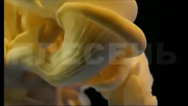 Плесень смотреть онлайн