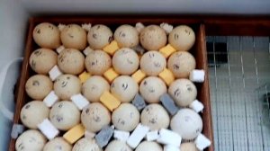 Индейка КОНВЕРТЕР.Закладываем в инкубатор БЛИЦ 72.ТЕМПЕРАТУРА,ВЛАЖНОСТЬ.