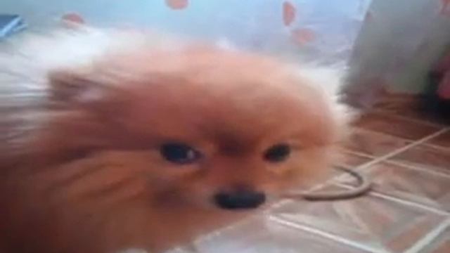 Funny Spitz (прикольный Шпиц Гоша негодует) 2