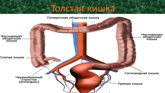презентация пищеварительная система (ЗБМК)