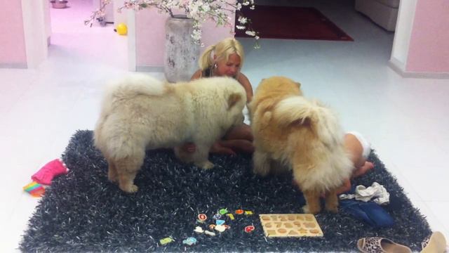 Можно ли пролезть под собакой Чау-Чау :) смотреть онлайн