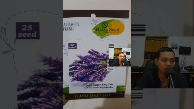 Jual Benih Bibit Bunga Lavender English смотреть онлайн