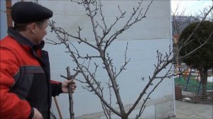 Весенняя ОБРЕЗКА ГРУШИ. Формируем дерево ПРАВИЛЬНО. Все тонкости обрезки от DelaOgorodnieTV