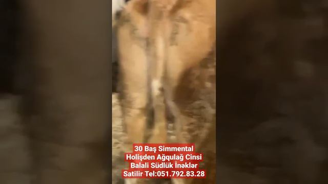 30 Baş Simmental Holişden Ağqulağ Cinsi Balali Südlük İnəklər Satilir Tel:051.792.83.28