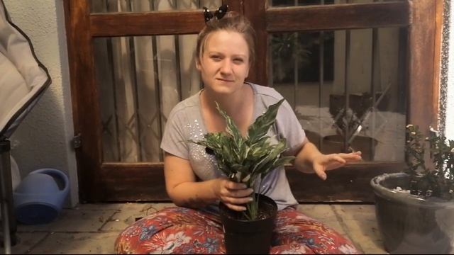 Repot with Me *Spathiphyllum 'Domino'* смотреть онлайн