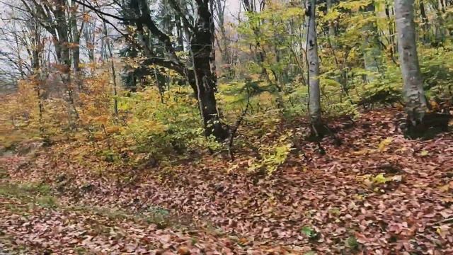 рача грузия - озеро шаори - это надо посмотреть смотреть онлайн