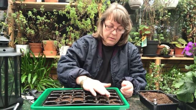 Gardenia jasminoides Hvordan jeg sår dem fra frø. смотреть онлайн