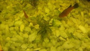 У меня получилось | Стаурогин Браун | Перевёл растение из водной среды в воздушную