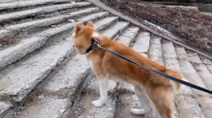 Один день из жизни большой собаки. Порода Акита Ину.