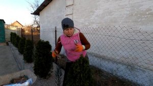 Чистка сухой хвои туя Смарагд после зимней спячки .